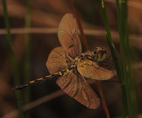 Male, teneral
2014_04_04_Clay_FL